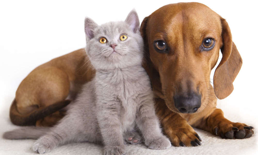 Manjakan Si Manis di Pet Kingdom Alam Sutera Vemme Daily